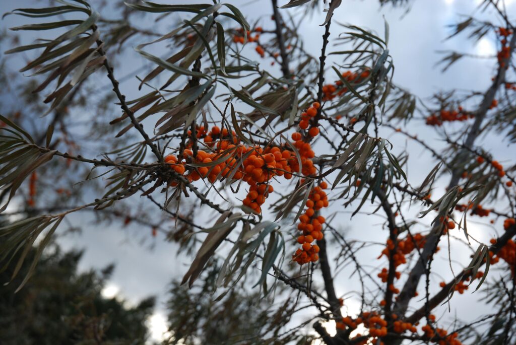Close-up of vibrant orange sea buckthorn berries on branches, outdoors in autumn light.
