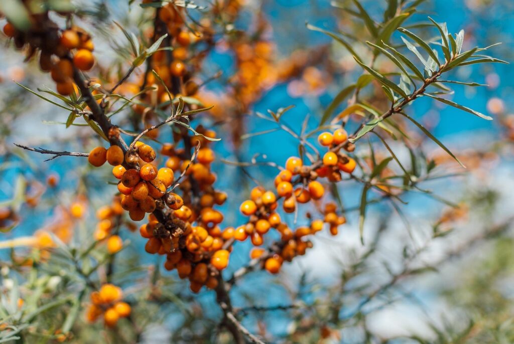 sea buckthorns, fruit, tree, plant, branch, leaves, food, healthy, nutrition, vitamins, organic, nature, garden, closeup, leaves, food, food, food, food, food, nature