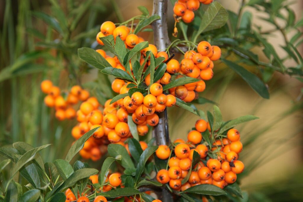 fruit, sea buckthorn, nature, leaf, tree, plant, berry, fall, health, rowanberries, ornamental wood, sea buckthorn, sea buckthorn, sea buckthorn, sea buckthorn, sea buckthorn